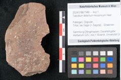 Foto (Objekt + Etikett) von Taxodium distichum miocenicum Heer (NHMW-GEO-2024-0188-7948)